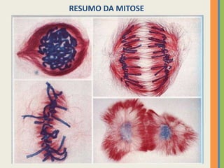 RESUMO DA MITOSE

29

 