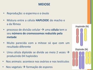 MEIOSE
• Reprodução: o esperma e o óvulo
• Mistura entre a célula HAPLOIDE do macho e
a da fêmea
• processo de divisão celular  uma célula tem o
seu número de cromossomos reduzido pela
metade
• Muito parecida com a mitose só que com um
resultado diferente
• Uma célula diploide se divide ao meio 2 vezes 
produzindo 04 haploides
• Nos animais: acontece nos ovários e nos testículos

• Nos vegetais  formação de esporos

 
