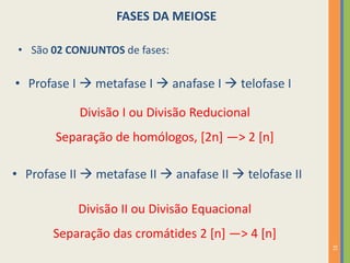 FASES DA MEIOSE
• São 02 CONJUNTOS de fases:

• Profase I  metafase I  anafase I  telofase I
Divisão I ou Divisão Reducional
Separação de homólogos, [2n] —> 2 [n]
• Profase II  metafase II  anafase II  telofase II
Divisão II ou Divisão Equacional
Separação das cromátides 2 [n] —> 4 [n]
31

 