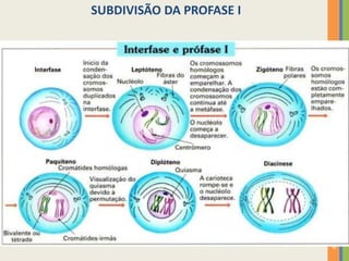 SUBDIVISÃO DA PROFASE I

33

 
