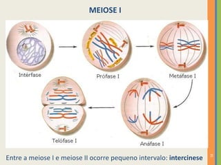 MEIOSE I

35

Entre a meiose I e meiose II ocorre pequeno intervalo: intercinese

 