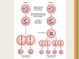 COMPARAÇÃO ENTRE A MITOSE E A MEIOSE

 