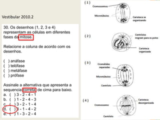 Vestibular 2010.2
30. Os desenhos (1, 2, 3 e 4)
representam as células em diferentes
fases da mitose.
Relacione a coluna de acordo com os
desenhos.
(
(
(
(

) anáfase
) telófase
) metáfase
) prófase

40

Assinale a alternativa que apresenta a
sequencia correta, de cima para baixo.
a. ( ) 3 - 2 - 4 - 1
b. ( ) 1 - 2 - 4 - 3
c. ( ) 3 - 2 - 1 - 4
d. ( ) 3 - 1 - 4 - 2
e. ( ) 1 - 3 - 2 - 4

 