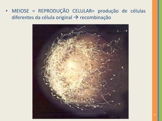 • MEIOSE = REPRODUÇÃO CELULAR= produção de células
diferentes da célula original  recombinação

5

 