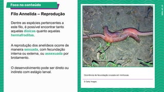 Dentre as espécies pertencentes a
este filo, é possível encontrar tanto
aquelas dioicas quanto aquelas
hermafroditas.
A reprodução dos anelídeos ocorre de
maneira sexuada, com fecundação
interna ou externa, ou assexuada por
brotamento.
O desenvolvimento pode ser direto ou
indireto com estágio larval.
Ocorrência de fecundação cruzada em minhocas.
© Getty Images.
Filo Annelida – Reprodução
Foco no conteúdo
 