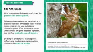 Uma novidade evolutiva dos artrópodes é a
presença de exoesqueleto.
Diferente do esqueleto dos vertebrados, o
exoesqueleto dos artrópodes não é feito de
ossos, mas sim de uma substância
chamada quitina. Esta substância forma
uma camada em geral espessa e grossa,
que confere proteção aos artrópodes.
De tempos em tempos, os artrópodes
sofrem uma mudança do exoesqueleto,
chamada de muda ou ecdise.
Exoesqueleto de cigarra após a ecdise.
Reprodução – MARISE CAETANO/FLICKR, 2011. Disponível em:
https://www.flickr.com/photos/marisecaetano/6250322293. Acesso em: 5 nov. 2024.
Filo Arthropoda
Foco no conteúdo
 