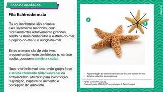 Os equinodermos são animais
exclusivamente marinhos, com
representantes relativamente grandes,
sendo os mais conhecidos a estrela-do-mar,
o pepino-do-mar e o ouriço-do-mar.
Estes animais são de vida livre,
predominantemente bentônicos e, na fase
adulta, possuem simetria radial.
Uma novidade evolutiva deste grupo é um
sistema chamado hidrovascular ou
ambulacrário, utilizado para locomoção,
respiração, captura de alimento e
percepção do ambiente.
a) Representação do sistema hidrovascular em uma estrela-do-mar.
b) Simetria radial dos equinodermos.
Fonte: CAMARGO, [s.d.].
Produzido pelo SEDUC-SP com imagem © Getty Images.
Filo Echinodermata
Foco no conteúdo
 