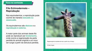 Nos equinodermos, a reprodução pode
ocorrer de maneira sexuada ou
assexuada.
Os equinodermos são dioicos e a
reprodução é externa.
A maior parte dos animais deste filo
pode se reproduzir por brotamento,
onde ocorre a regeneração da parte
perdida do animal original e um novo
ser surge a partir da estrutura perdida.
Regeneração de estrela-do-mar a partir de um braço.
© Getty Images.
Filo Echinodermata –
Reprodução
Foco no conteúdo
 
