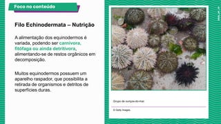 A alimentação dos equinodermos é
variada, podendo ser carnívora,
fitófaga ou ainda detritívora,
alimentando-se de restos orgânicos em
decomposição.
Muitos equinodermos possuem um
aparelho raspador, que possibilita a
retirada de organismos e detritos de
superfícies duras.
Grupo de ouriços-do-mar.
© Getty Images.
Filo Echinodermata – Nutrição
Foco no conteúdo
 