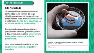 Os nematodos ou nematelmintos são
conhecidos como vermes de corpo
cilíndrico ou vermes de corpo redondo.
Estes animais possuem simetria bilateral
e podem ser de vida livre, aquáticos ou
terrestres, ou ainda parasitários.
Os nematódeos parasitários atacam
praticamente todos os grupos de plantas
e de animais, sendo assim um dos mais
importantes grupos de animais
parasitários.
Uma novidade evolutiva deste filo é o
surgimento do sistema digestório
completo.
Lombriga, um nematodo parasitário bastante conhecido, do gênero
Ascaris, em placa de Petri.
© Getty Images.
Filo Nematoda
Foco no conteúdo
 
