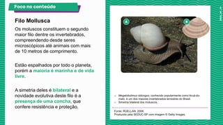 Os moluscos constituem o segundo
maior filo dentre os invertebrados,
compreendendo desde seres
microscópicos até animais com mais
de 10 metros de comprimento.
Estão espalhados por todo o planeta,
porém a maioria é marinha e de vida
livre.
A simetria deles é bilateral e a
novidade evolutiva deste filo é a
presença de uma concha, que
confere resistência e proteção.
a) Megalobulimus oblongus, conhecido popularmente como Aruá-do-
mato, é um dos maiores invertebrados terrestres do Brasil.
b) Simetria bilateral dos moluscos.
Fonte: RUELLAN, 2008.
Produzido pela SEDUC-SP com imagem © Getty Images.
Filo Mollusca
Foco no conteúdo
 