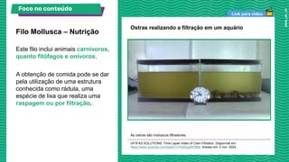 Link para vídeo
Este filo inclui animais carnívoros,
quanto fitófagos e onívoros.
A obtenção de comida pode se dar
pela utilização de uma estrutura
conhecida como rádula, uma
espécie de lixa que realiza uma
raspagem ou por filtração.
Filo Mollusca – Nutrição
As ostras são moluscos filtradores.
UF/IFAS SOLUTIONS. Time Lapse Video of Clam Filtration. Disponível em:
https://www.youtube.com/watch?v=DxEpyjWDB6I. Acesso em: 5 nov. 2024.
Ostras realizando a filtração em um aquário
Foco no conteúdo
 