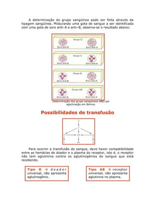 A determinação do grupo sangüíneo pode ser feita através da
tipagem sangüínea. Misturando uma gota de sangue a ser identificada
com uma gota de soro anti–A e anti–B, observa-se o resultado abaixo:
Determinação dos grupo sangüíneos ABO por
aglutinação em lâmina.
Possibilidades de transfusão
Para ocorrer a transfusão de sangue, deve haver compatibilidade
entre as hemácias do doador e o plasma do receptor, isto é, o receptor
não tem aglutinina contra os aglutinogênios do sangue que está
recebendo.
Tipo O ‡ d o a d o r
universal, não apresenta
aglutinogênio.
Tipo AB ‡ receptor
universal, não apresenta
aglutinina no plasma.
 