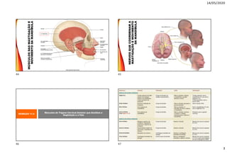14/05/2020
3
MÚSCULOSDASMASTIGAÇÃOE
MOVIMENTODAMANDÍBULA
NERVOSQUECOORDENAMA
MASTIGAÇÃOEMOVIMENTO
DAMANDÍBULA
EXIBIÇÃO 11.5
Músculos do Trígono Cervical Anterior que Auxiliam a
Deglutição e a Fala
44 45
46 47