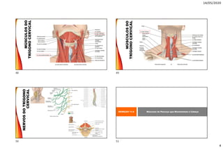 14/05/2020
4
MÚSCULOSDO
TRÍGONOCERVICAL
MÚSCULOSDO
TRÍGONOCERVICAL
NERVOSDOTRÍGONO
CERVICAL
EXIBIÇÃO 11.6 Músculos do Pescoço que Movimentam a Cabeça
48 49
50 51