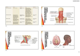 14/05/2020
5
MÚSCULOSDOPESCOÇO
QUEMOVIMENTAMA
CABEÇA
MÚSCULOSDOPESCOÇO
QUEMOVIMENTAMA
CABEÇA
NERVOQUECOORDENAO
MOVIMENTODECABEÇA
EPESCOÇO
52 53
54 55