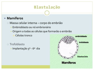 Blastulação
 Mamíferos
 Massa celular interna – corpo do embrião
 Embrioblasto ou nó embrionário
 Origem a todas as células que formarão o embrião
 Células tronco
 Trofoblasto
 Implantação 5º - 6º dia
blastocisto
 