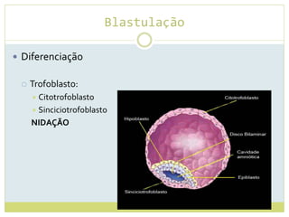 Blastulação
 Diferenciação
 Trofoblasto:
 Citotrofoblasto
 Sinciciotrofoblasto
NIDAÇÃO
 