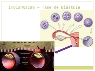 Implantação – fase de Blástula
 
