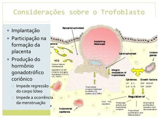 Considerações sobre o Trofoblasto
 Implantação
 Participação na
formação da
placenta
 Produção do
hormônio
gonadotrófico
coriônico
 Impede regressão
do corpo lúteo
 Impede a ocorrência
da menstruação
 