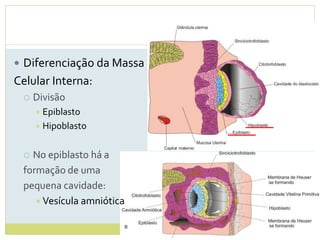  Diferenciação da Massa
Celular Interna:
 Divisão
 Epiblasto
 Hipoblasto
 No epiblasto há a
formação de uma
pequena cavidade:
Vesícula amniótica
 