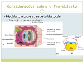 Considerações sobre o Trofoblasto
 Hipoblasto recobre a parede da blastocele
 Formação daVesículaVitelínica
 