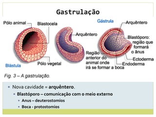Gastrulação
 Nova cavidade = arquêntero.
 Blastóporo – comunicação com o meio externo
 Anus – deuterostomios
 Boca - protostomios
 