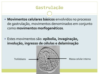 Gastrulação
 Movimentos celulares básicos envolvidos no processo
de gastrulação, movimentos denominados em conjunto
como movimentos morfogenéticos.
 Estes movimentos são: epibolia, invaginação,
involução, ingresso de células e delaminação
Massa celular internaTrofoblasto
 