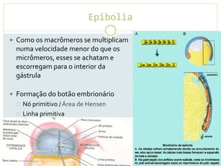 Epibolia
 Como os macrômeros se multiplicam
numa velocidade menor do que os
micrômeros, esses se achatam e
escorregam para o interior da
gástrula
 Formação do botão embrionário
 Nó primitivo / Área de Hensen
 Linha primitiva
 
