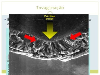 Invaginação
 É o processo mais simples, onde há dobramento para
dentro, de uma região de células
 