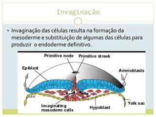 Invaginação
 Invaginação das células resulta na formação da
mesoderme e substituição de algumas das células para
produzir o endoderme definitivo.
 