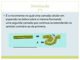 Involução
 É o movimento no qual uma camada celular em
expansão se dobra sobre si mesma formando
uma segunda camada que continua se estendendo no
sentido contrário ao da primeira.
 