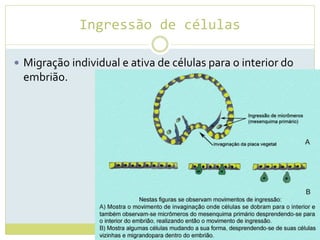 Ingressão de células
 Migração individual e ativa de células para o interior do
embrião.
 