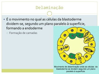 Delaminação
 É o movimento no qual as células da blastoderme
dividem-se, segundo um plano paralelo à superfície,
formando a endoderme
 Formação de camadas
 