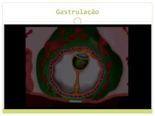 Gastrulação
 