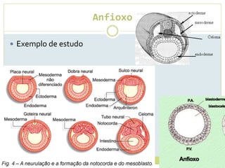 Anfioxo
 Exemplo de estudo
 