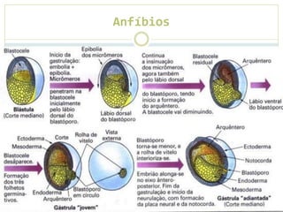 Anfíbios
 
