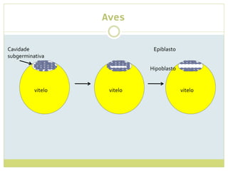 Aves
vitelo
Cavidade
subgerminativa
vitelo vitelo
Epiblasto
Hipoblasto
 