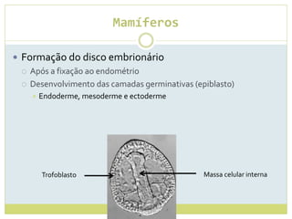 Mamíferos
 Formação do disco embrionário
 Após a fixação ao endométrio
 Desenvolvimento das camadas germinativas (epiblasto)
 Endoderme, mesoderme e ectoderme
Massa celular internaTrofoblasto
 