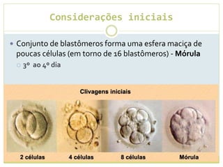 Considerações iniciais
 Conjunto de blastômeros forma uma esfera maciça de
poucas células (em torno de 16 blastômeros) - Mórula
 3º ao 4º dia
 