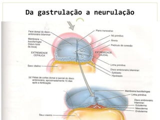 Da gastrulação a neurulação
 