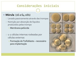Considerações iniciais
 Mórula (16 a 64 céls)
 Levado passivamente através das trompas
 Nutrição por absorção de líquidos
produzidos pelas trompa
 Membrana pelúcida
 1-2 células internas rodeadas por
células externas
 Formação doTrofoblasto – necessário
para implantação
 
