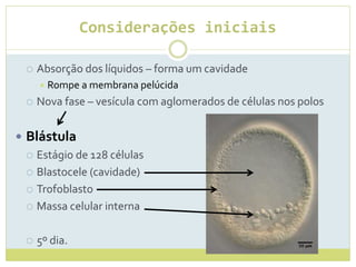 Considerações iniciais
 Absorção dos líquidos – forma um cavidade
 Rompe a membrana pelúcida
 Nova fase – vesícula com aglomerados de células nos polos
 Blástula
 Estágio de 128 células
 Blastocele (cavidade)
 Trofoblasto
 Massa celular interna
 5º dia.
 