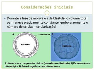 Considerações iniciais
 Durante a fase de mórula e a de blástula, o volume total
permanece praticamente constante, embora aumente o
número de células – celularização!
 