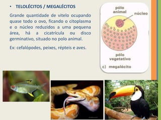 • TELOLÉCITOS / MEGALÉCITOS
Grande quantidade de vitelo ocupando
quase todo o ovo, ficando o citoplasma
e o núcleo reduzidos a uma pequena
área, há a cicatrícula ou disco
germinativo, situado no polo animal.
Ex: cefalópodes, peixes, répteis e aves.

 