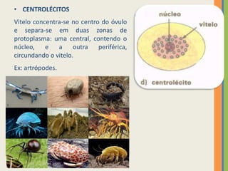 • CENTROLÉCITOS
Vitelo concentra-se no centro do óvulo
e separa-se em duas zonas de
protoplasma: uma central, contendo o
núcleo, e
a
outra periférica,
circundando o vitelo.
Ex: artrópodes.

 