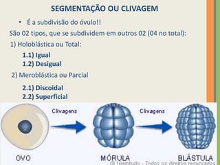 SEGMENTAÇÃO OU CLIVAGEM
• É a subdivisão do óvulo!!
São 02 tipos, que se subdividem em outros 02 (04 no total):
1) Holoblástica ou Total:
1.1) Igual
1.2) Desigual
2) Meroblástica ou Parcial
2.1) Discoidal
2.2) Superficial

 