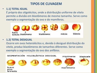 TIPOS DE CLIVAGEM
• 1.1) TOTAL IGUAL
É próprio dos oligolécitos, onde a distribuição uniforme de vitelo
permite a divisão em blastômeros de mesmo tamanho. Serve como
exemplo a segmentação do ovo e do mamíferos.

• 1.2) TOTAL DESIGUAL
Ocorre em ovos heterolécitos e, devido à desigual distribuição do
vitelo, produz blastômeros de tamanhos diferentes. Serve como
exemplo a segmentação do ovo dos anfíbios.

 