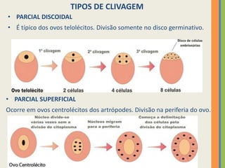 TIPOS DE CLIVAGEM
• PARCIAL DISCOIDAL
• É típico dos ovos telolécitos. Divisão somente no disco germinativo.

• PARCIAL SUPERFICIAL
Ocorre em ovos centrolécitos dos artrópodes. Divisão na periferia do ovo.

 