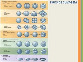TIPOS DE CLIVAGEM

 